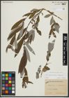 Foto von Salix appendiculata Vill. x Salix eleagnos Scop.